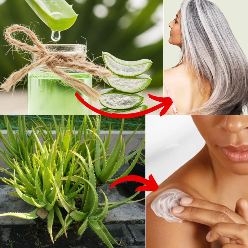 aloe vera plant benefits