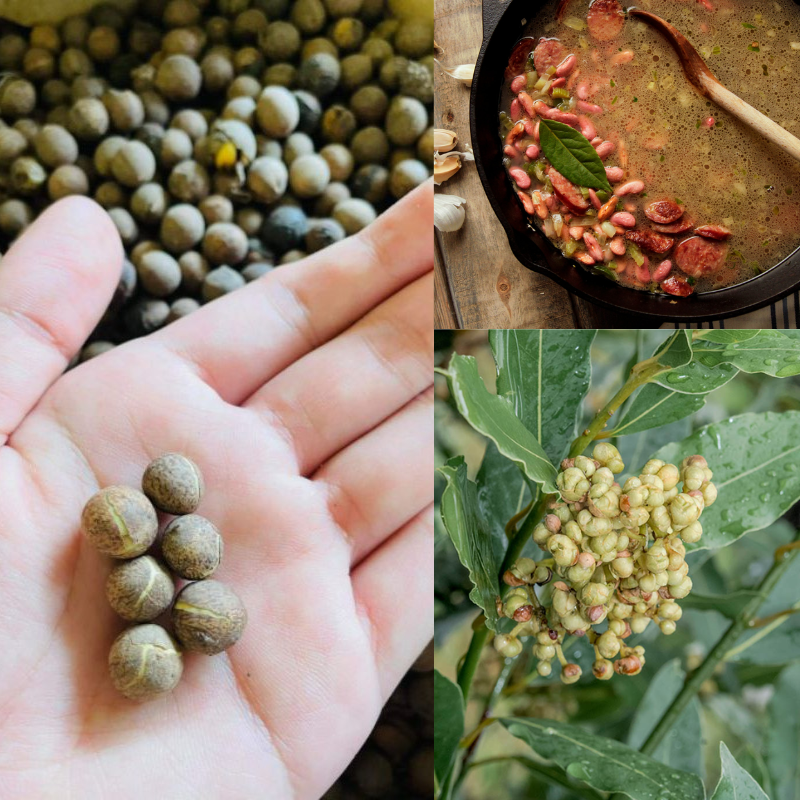 bay leaf seeds