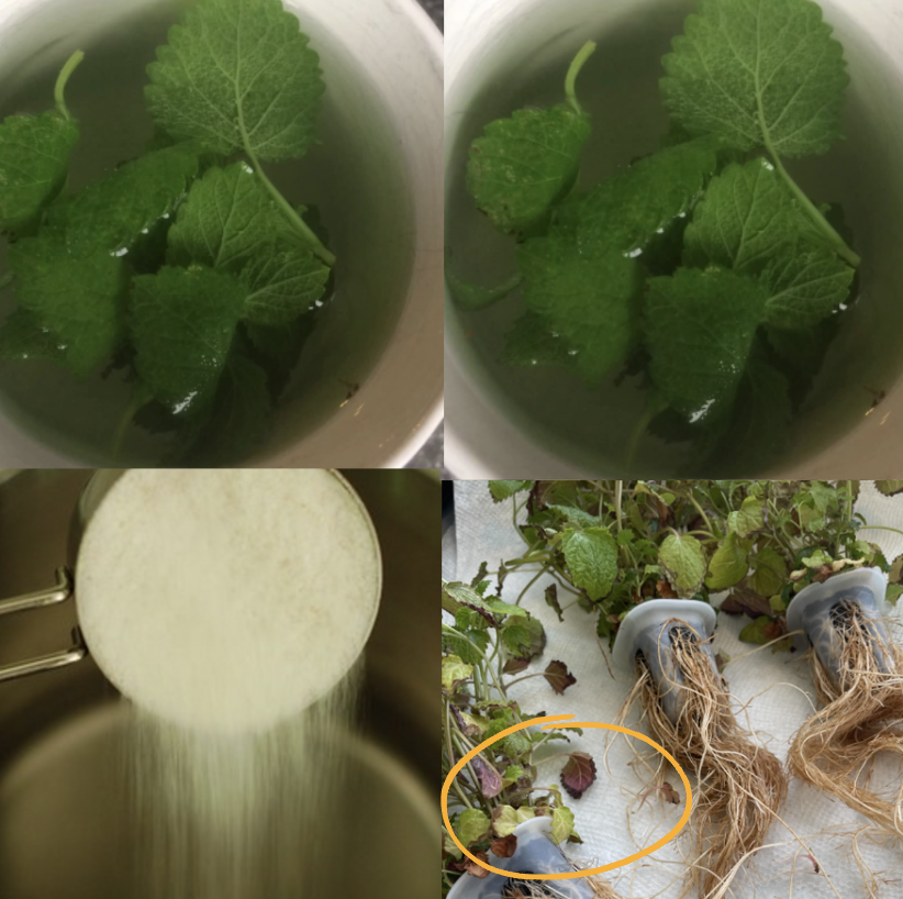 lemon balm tea benefits