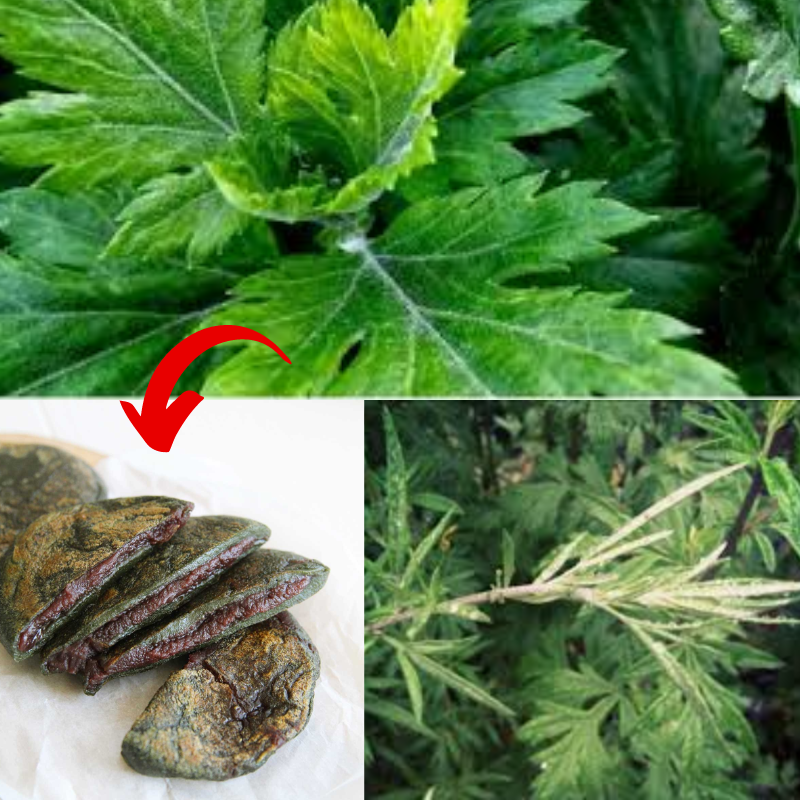 mugwort benefits