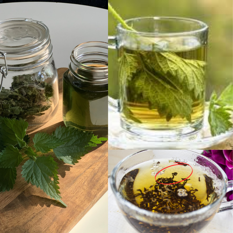 nettle leaf tea benefits