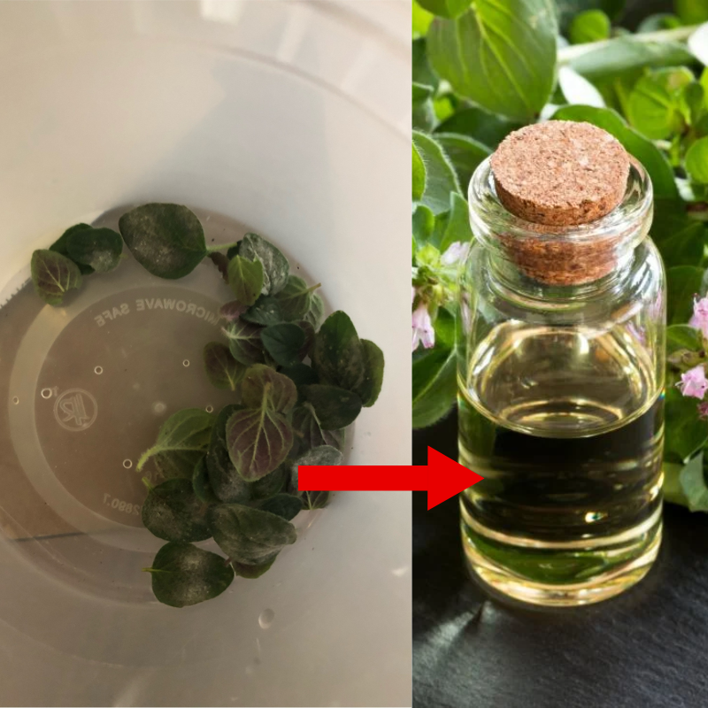 benefits of oregano oil