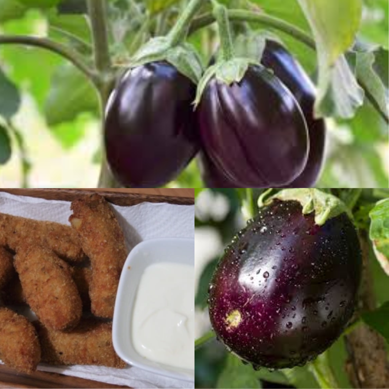 benefits of eating egg plant