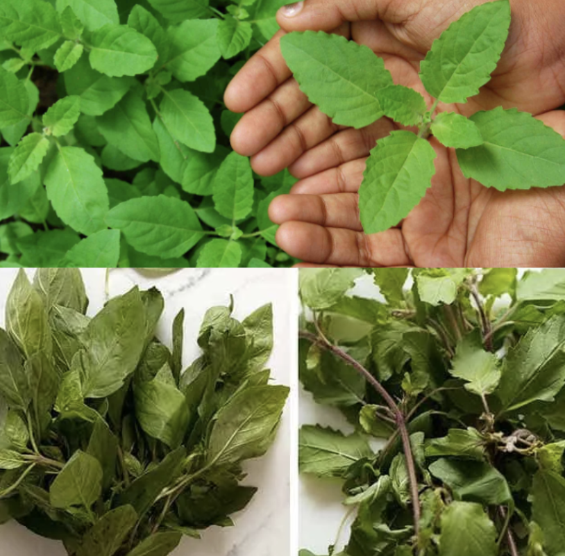 holy basil benefits