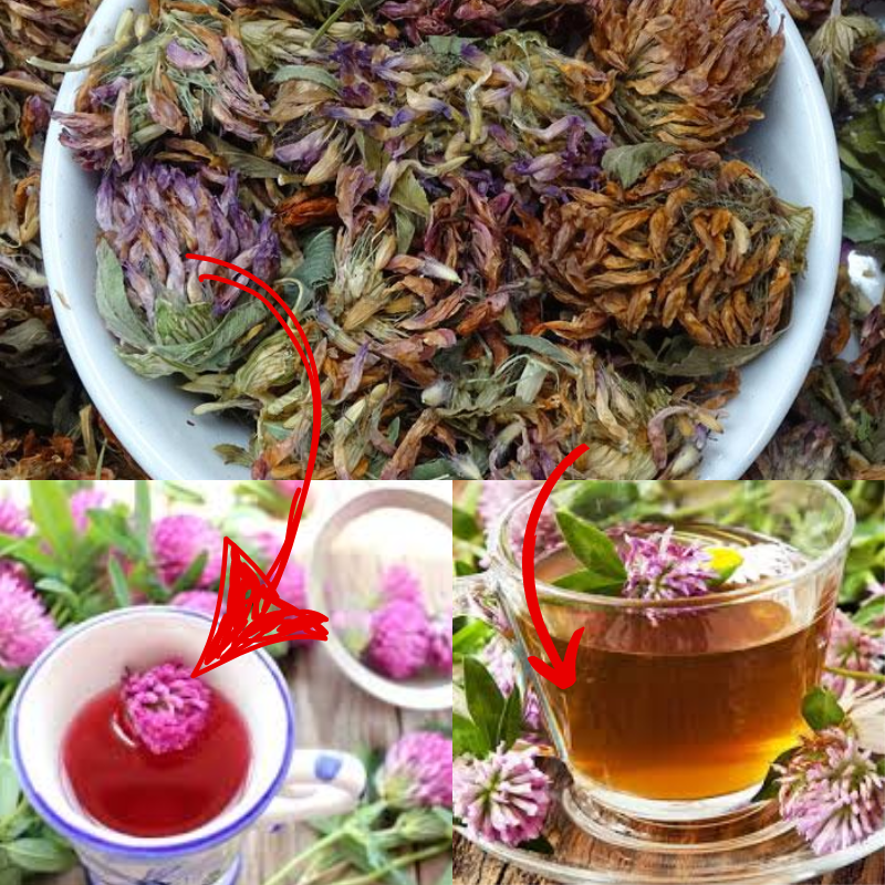 red clover tea benefits